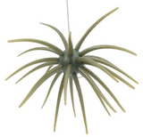 Big Bag Outdoors Bud Ball 25mm