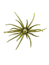 Hags Baits Prickly Pear 19mm